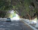 Chapala, Mexic: painted trunks for traffic safety