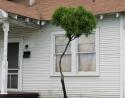 Leggy Cedar topiary, Shreveport, Louisiana