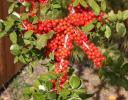 Cotoneaster, Irving, Texas