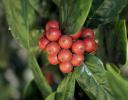 Holly berries, Lewisville, Texas