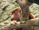 Male Howler monkey