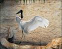 Jabiru, a South American stork