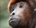 Male Howler monkey, Dallas World Aquarium, Texas