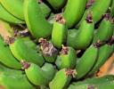 Green bananas, Chapala, Mexico