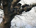 Oak burls, Lewisville, Texas