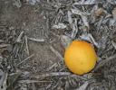 Orange on the grove grounds, Central California