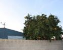 Lucky homeowner, Bakersfield, California