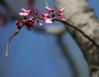Redbuds, early Spring, northern Texas