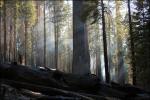 Forest fire still smouldering, Giant Sequoias, Kings Canyon National Park, Central California, USA