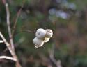 Snowberry, Sidney, B.C. Canada