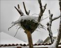 Snowy nest, Crepe Myrtle tree Lewisville, Texas