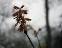 New Oak leaves, spider web, foggy morning in early March, Coppell, Texas