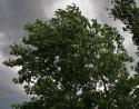 Wind storm, Quaking Aspen, Calgary, Alberta