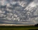 Waskateneau, Alberta: conifers and Aspen edge farm lands to control erosion from wind, and as snow-fences
