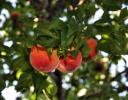 Peaches, Lewisville, Texas