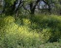 Early summer, Andy Brown Jr. Park, Coppell, Texas 