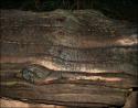 Giant Redwood, John Muir National Redwood Park near San Francisco, CA