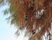 Cypress, November, Lewisville, Texas