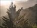 Early evening, John Muir Redwoood Forest, California