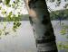 White Birch, Jones Falls, southern Ontario, Canada