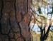 Ponderosa Pine, Yosemite National Park, CA