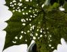 Sycamore leaf, late summer in Birmingham,Alabama