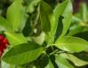 Grapefruit leaves, Lewisville, Texas