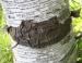 Old White Birch, Jones Falls, southern Ontario, Canada