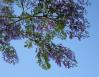 Jacaranda leaves and flowers, Chapala, Mexico