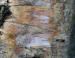 River Birch, Stony Plain, Alberta, Canada