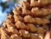 Ponderosa Pine cone, Giant Redwoods and Sequoia National Forest, CA