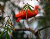 Bamboo leaves, Scarlet Ibis in the background, Dallas World Aquarium, Texas