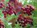 Possibly species of Hawthorn, needs positive ID, Madison, WI