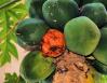 Insects, over-ripened Papaya, Chapala, Mexico