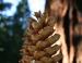 Ponderosa Pine cone, Mariposa Grove, Sequoia National Forest, CA