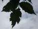 Elm leaves, end of season, Madison