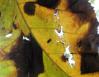 Late summer decay, Madison, Wisconsin