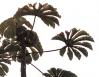 Backbone Tree, Costa Rica