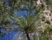 Ponderosa Pine needles, Yosemite National Park, California