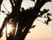 Morning sun, Crepe Myrtle, Lewisville, TX