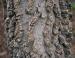 Hackberry bark