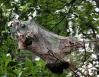 Tent caterpillars, Body Island, North Carolina