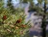 Pinyon, Grand Canyon, Arizona