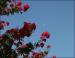Morning moon, Crepe Myrtle, Lewisville, TX
