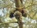 Unidentified Pine cones, Adelaide, Australia