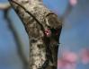 Redbud tree, Coppell, Texas