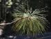 Jefferey Pine branch, Yosemite National Park, CA