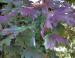 Norway Maple, Madison