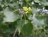 Eastern Cottonwood insect gall, Ottawa, Ontario, Canada