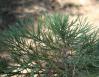 Giant Sequoia seedling, Sequoia National Forest, California